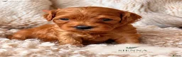 Cavapoo dogs for sale: 5 STAR LICENSED BREEDER BEAUTIFUL RED F1 CAVAPOOS - Advert 19