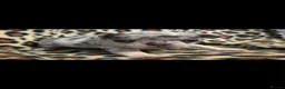 French Bulldog dogs for sale: Beautiful French bulldog dog merle puppies  - Advert 3