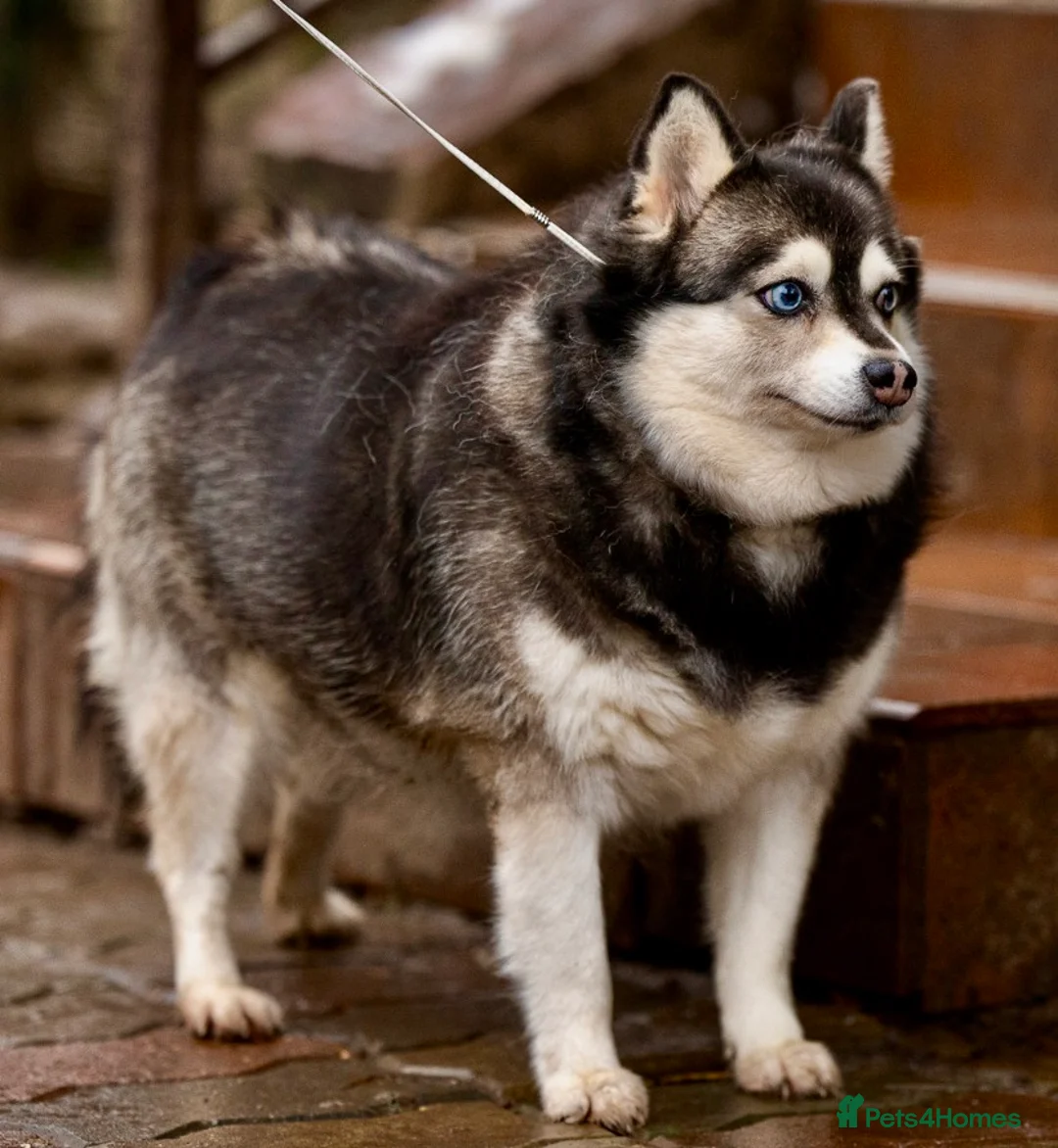 Pomsky dogs for adoption: GERA – Stunning blue-eyed Pomsky - Advert 2