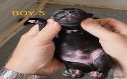 Staffordshire Bull Terrier dogs for sale: KC Registered Champions Bloodline Show Quality  - Image 8