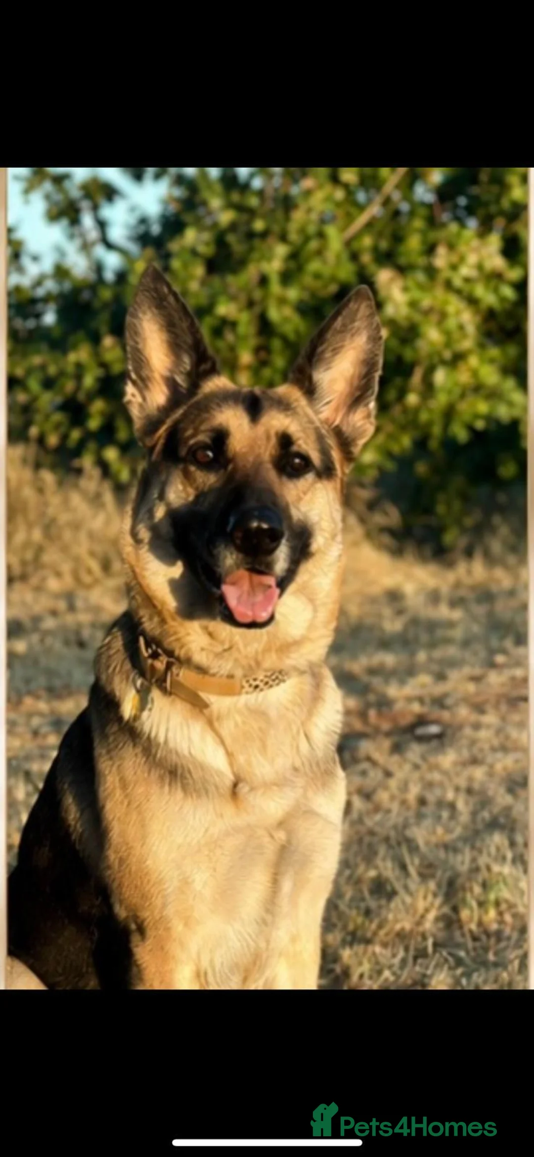 Golden Shepherd dogs for sale: Golden shepherd puppies 🐾 - Advert 1