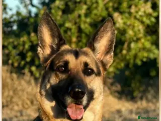 Golden Shepherd dogs Golden shepherd puppies 🐾 - Advert 2