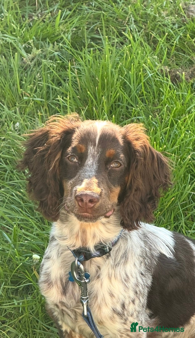 Cocker Spaniel dogs Cockerspaniel  - Advert 4