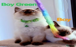 Ragdoll cats for sale: Last lovely ragdoll girl is waiting for U - Image 9