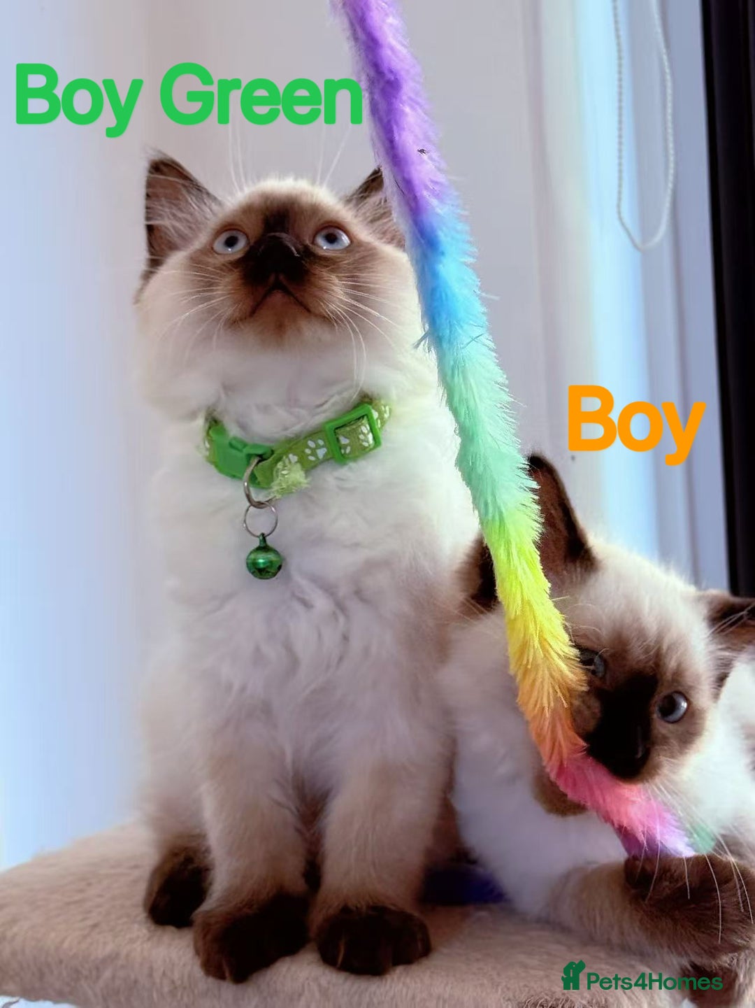 Ragdoll cats for sale: Last lovely ragdoll girl is waiting for U - Image 9