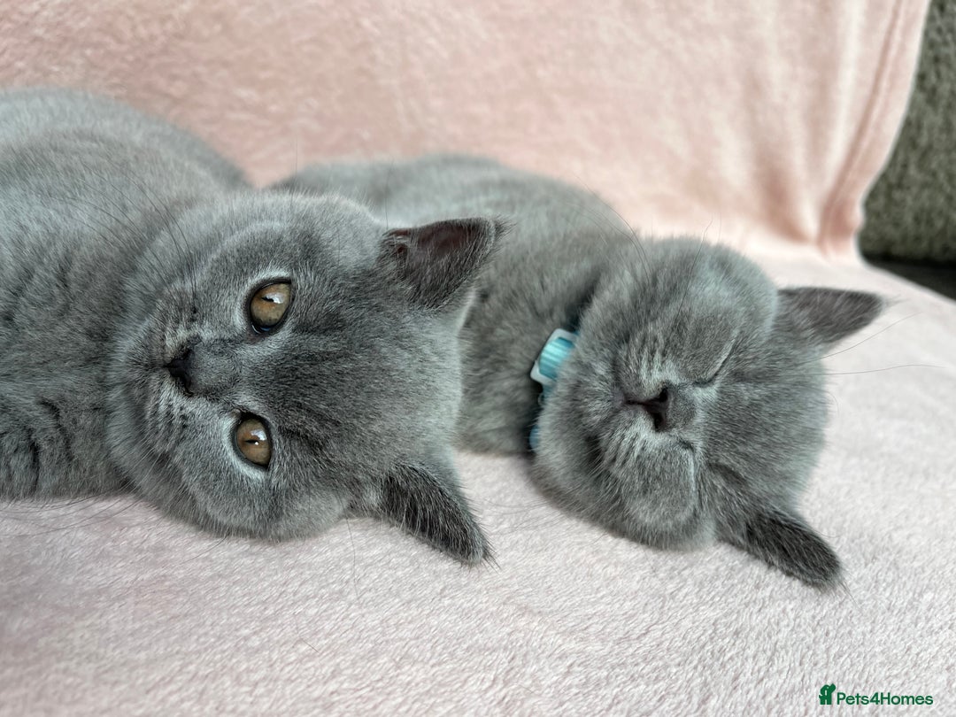 British Shorthair cats for sale: London: GCCF Pedigree British Blue Shorthair Girls - Image 8