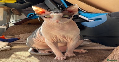 Sphynx cats - Advert 2