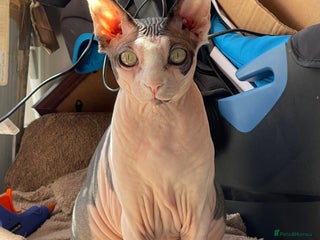 Sphynx cats - Advert 33