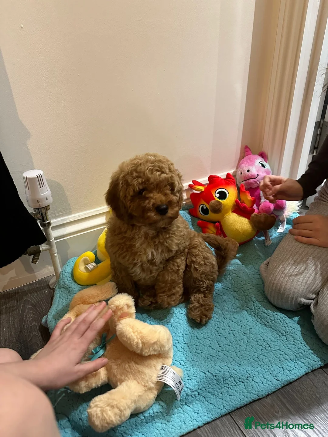 Poochon dogs for sale: Cavapoochon - Advert 1