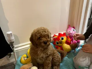 Poochon dogs Cavapoochon - Advert 2