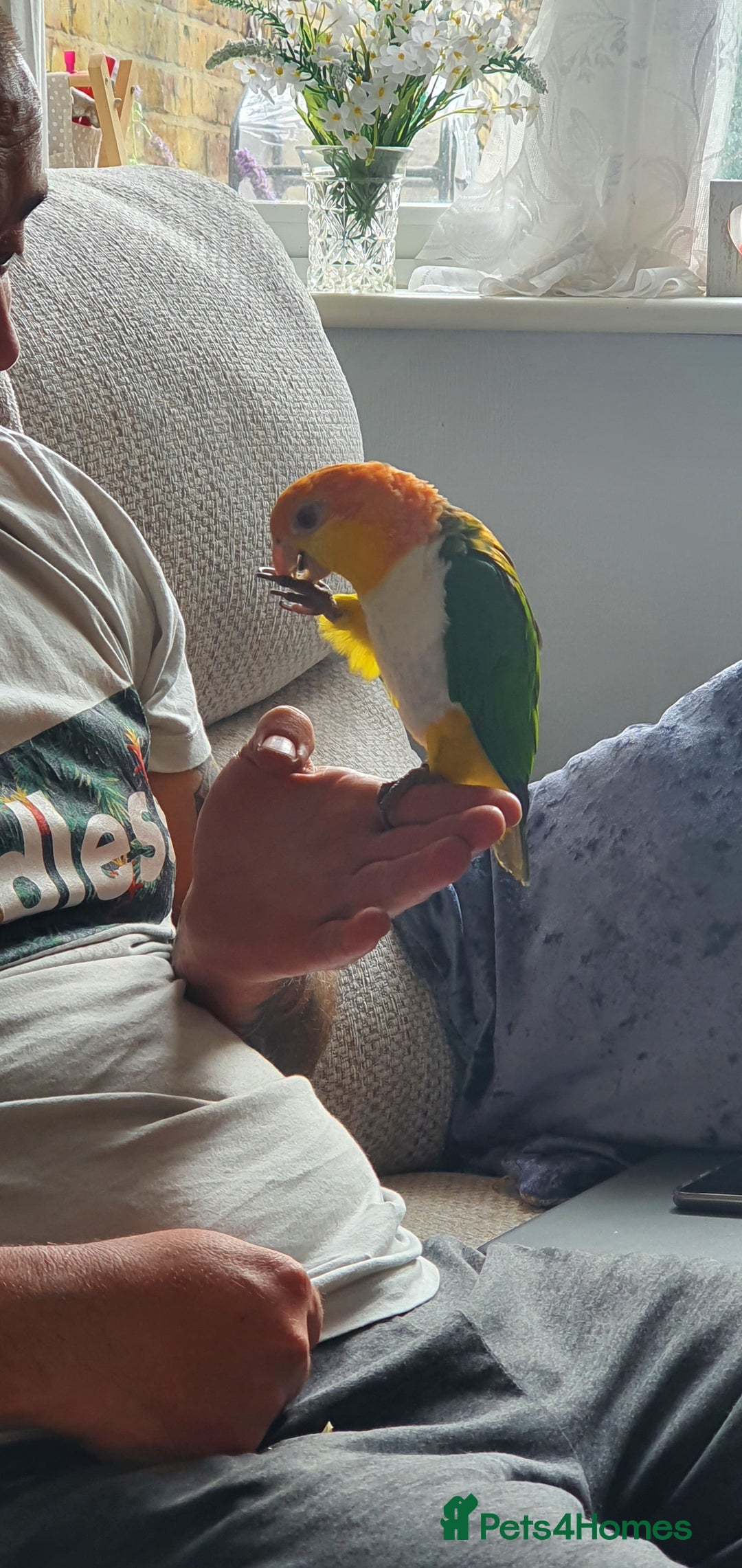 Parrots birds for sale: Yellow Thiqued Caique  - Image 3