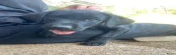 Mixed Breed dogs for sale: Black Labrador puppies - Devon - Advert 8