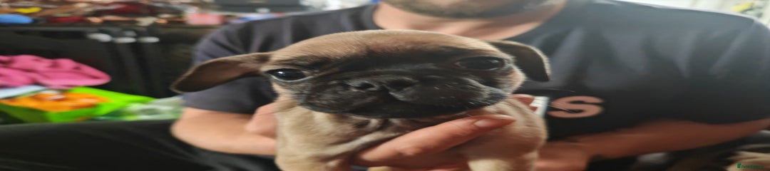 Frug Puppy 3