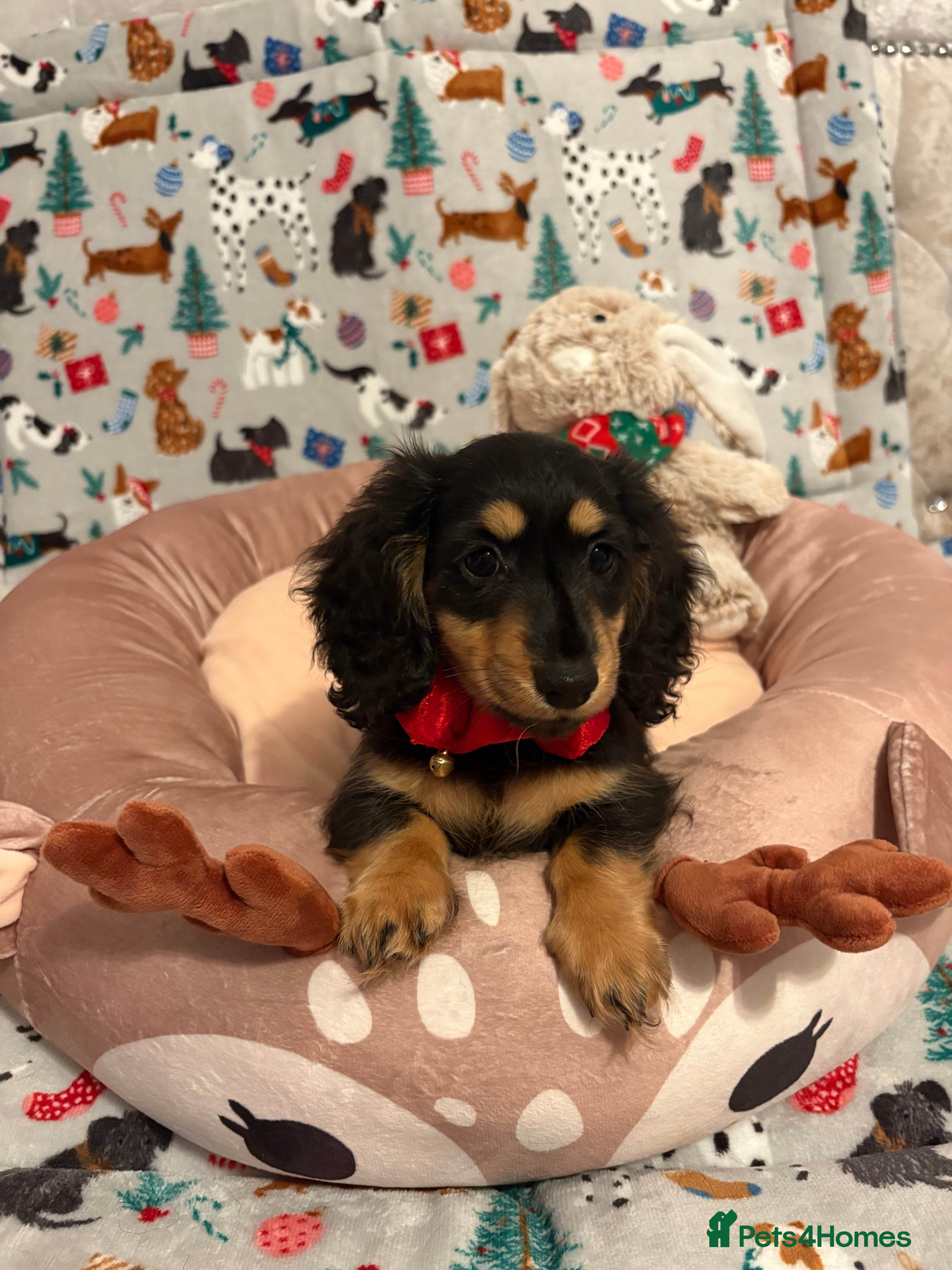 Miniature Dachshund dogs Beautiful KC Miniture long haired dachshund girl  - Advert 6