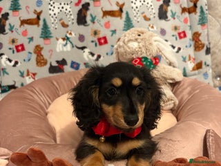 Miniature Dachshund dogs Beautiful KC Miniture long haired dachshund girl - Advert 1