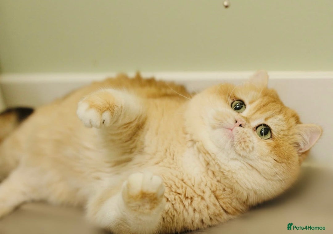 British Shorthair cats for sale: Champions lines Golden Chinchilla ny12 boys - Advert 13