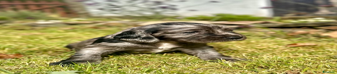 Blue roan 1