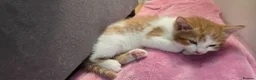 Mixed Breed cats for sale: Beautiful Kittens Looking for Their Forever Homes - Advert 8