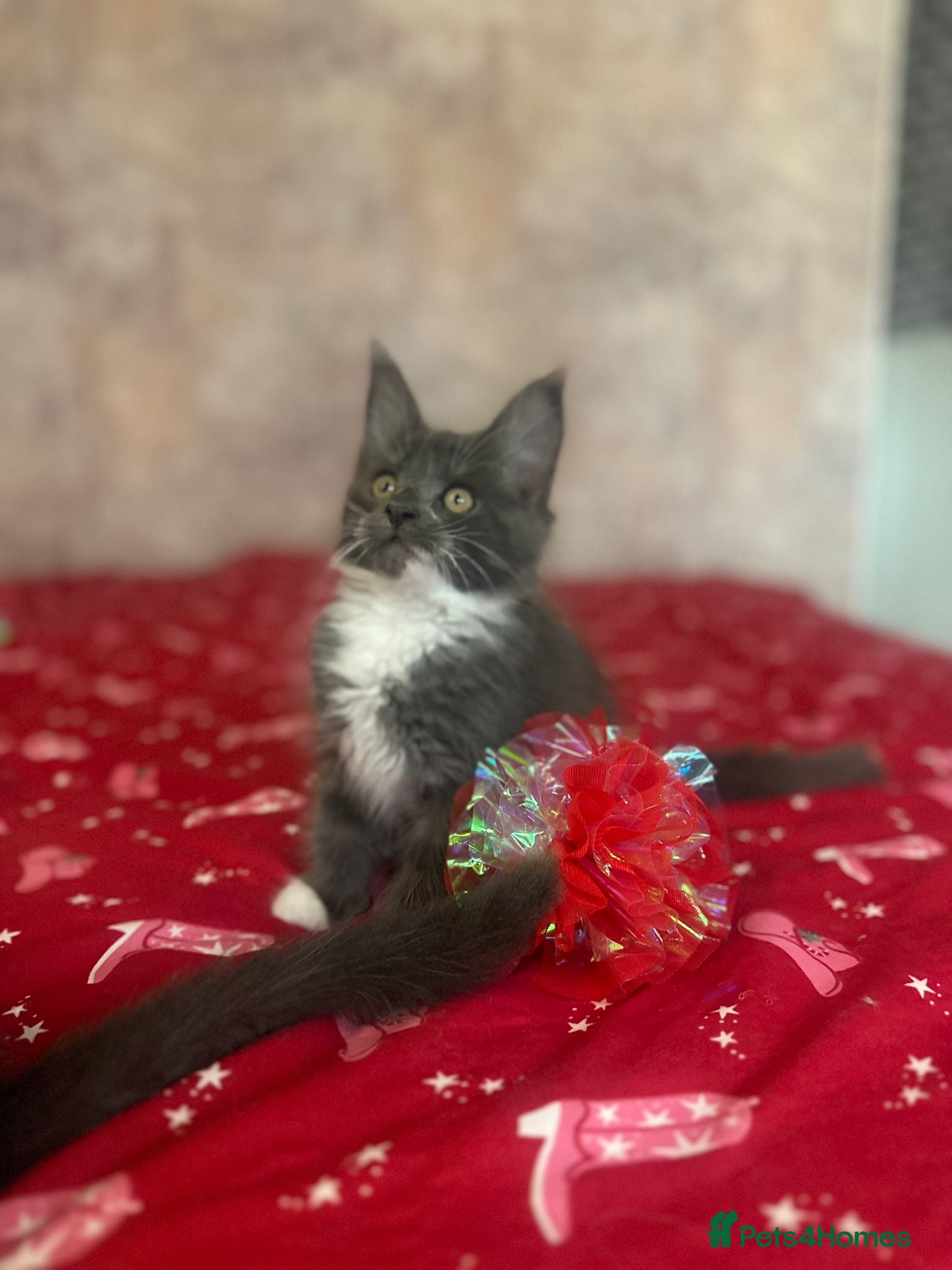 Maine Coon cats Stunning Maine Coon Litter Of Kittens Ready Now - Advert 5