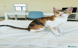 Mixed Breed cats for adoption: TALULA RARE GINGER GIRL & CALLIE 6M BONDED GIRL  - Image 7