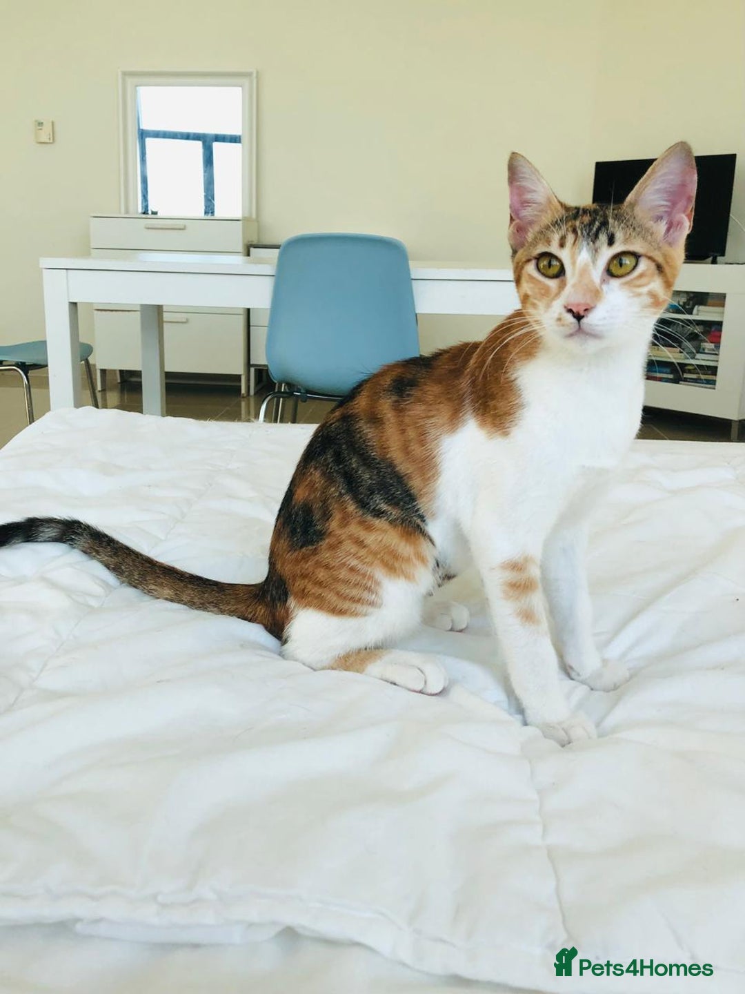 Mixed Breed cats for adoption: TALULA RARE GINGER GIRL & CALLIE 6M BONDED GIRL  - Image 7