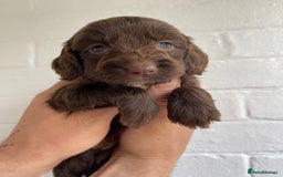Cockapoo dogs for sale: Adorable Cockerpoo Puppies Ready - Image 34