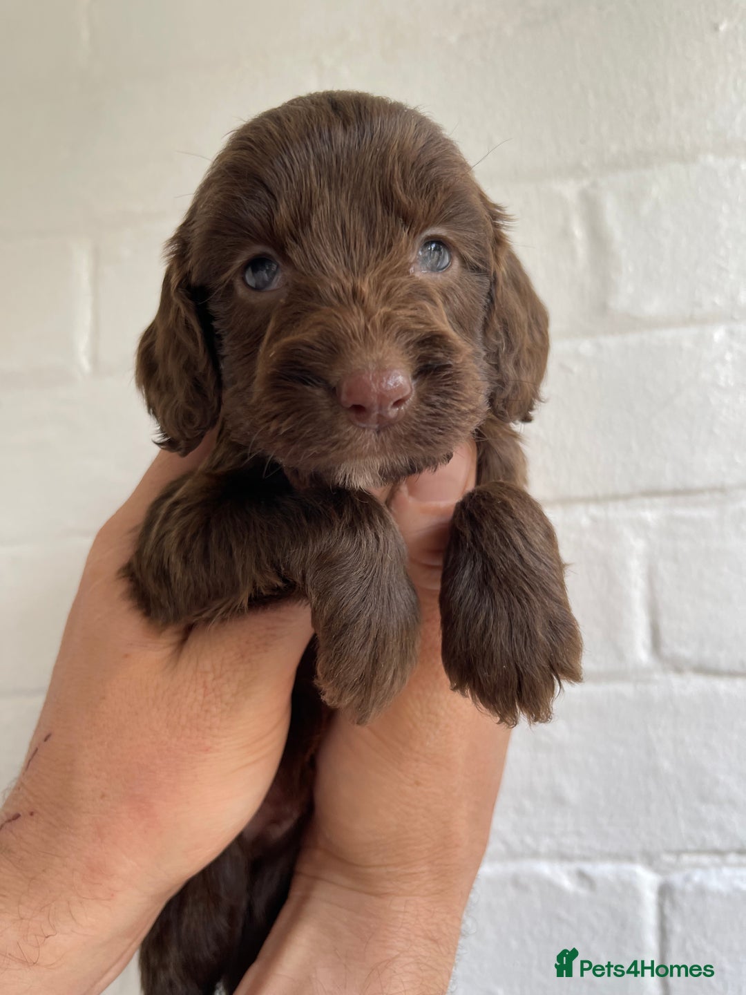 Cockapoo dogs for sale: Adorable Cockerpoo Puppies Ready - Image 34