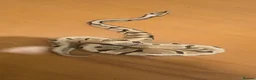 Python Snake reptiles for sale: 2 ball pythons for sale  in Burton-on-Trent - Advert 2