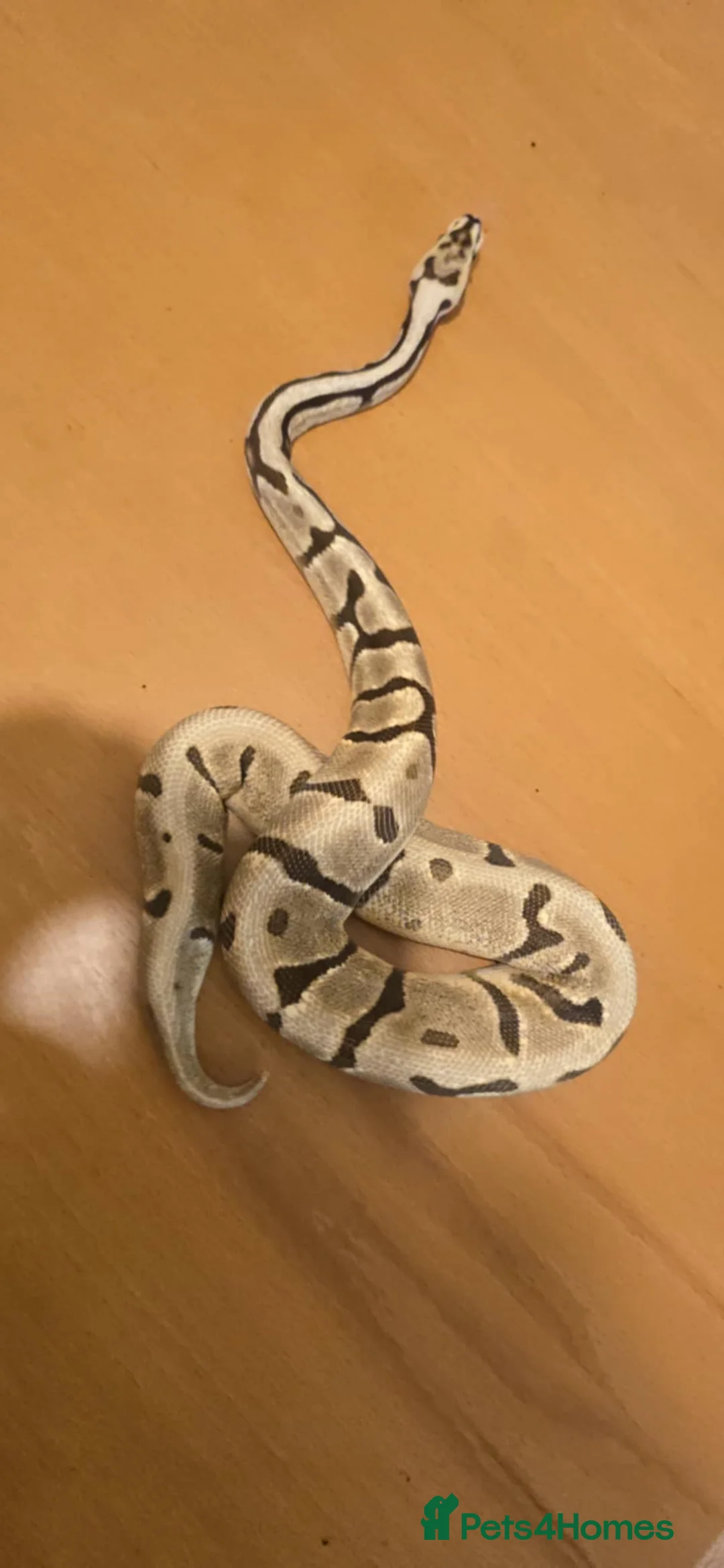 Python Snake reptiles for sale: 2 ball pythons for sale  in Burton-on-Trent - Advert 2