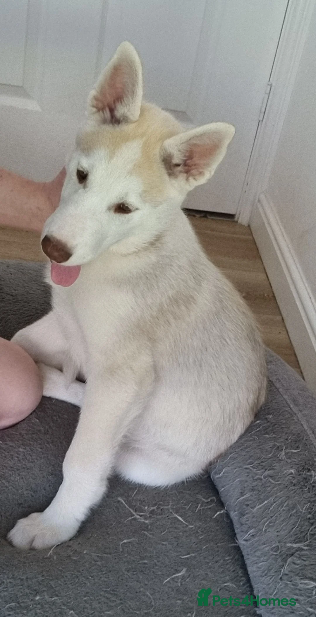 Siberian Husky dogs for sale: Husky puppy - Advert 2