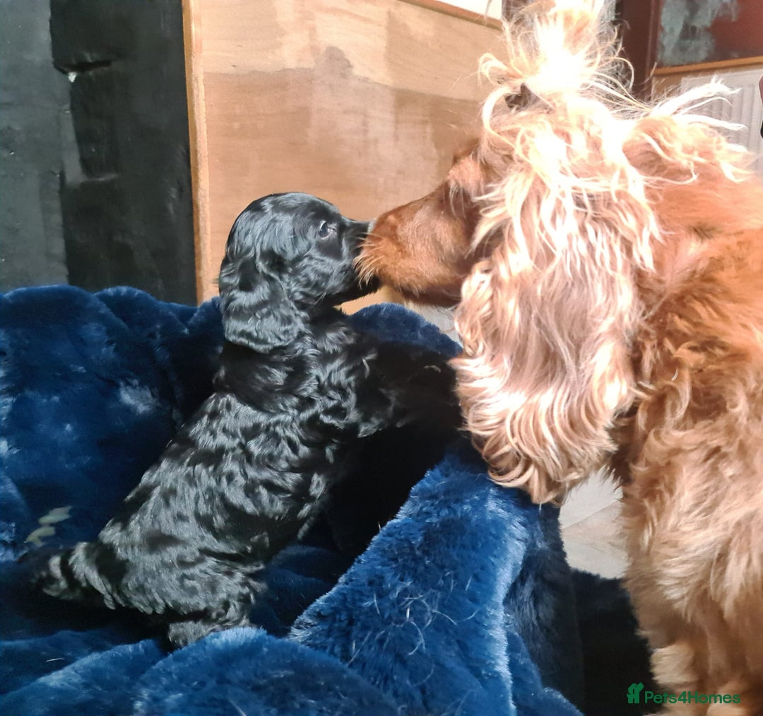 Cockapoo dogs for sale: Exceptional Cockapoo Puppies for Sale - Advert 25