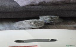 Scottish Fold cats for sale: Scottish fold short hair  Kittens  - Image 2