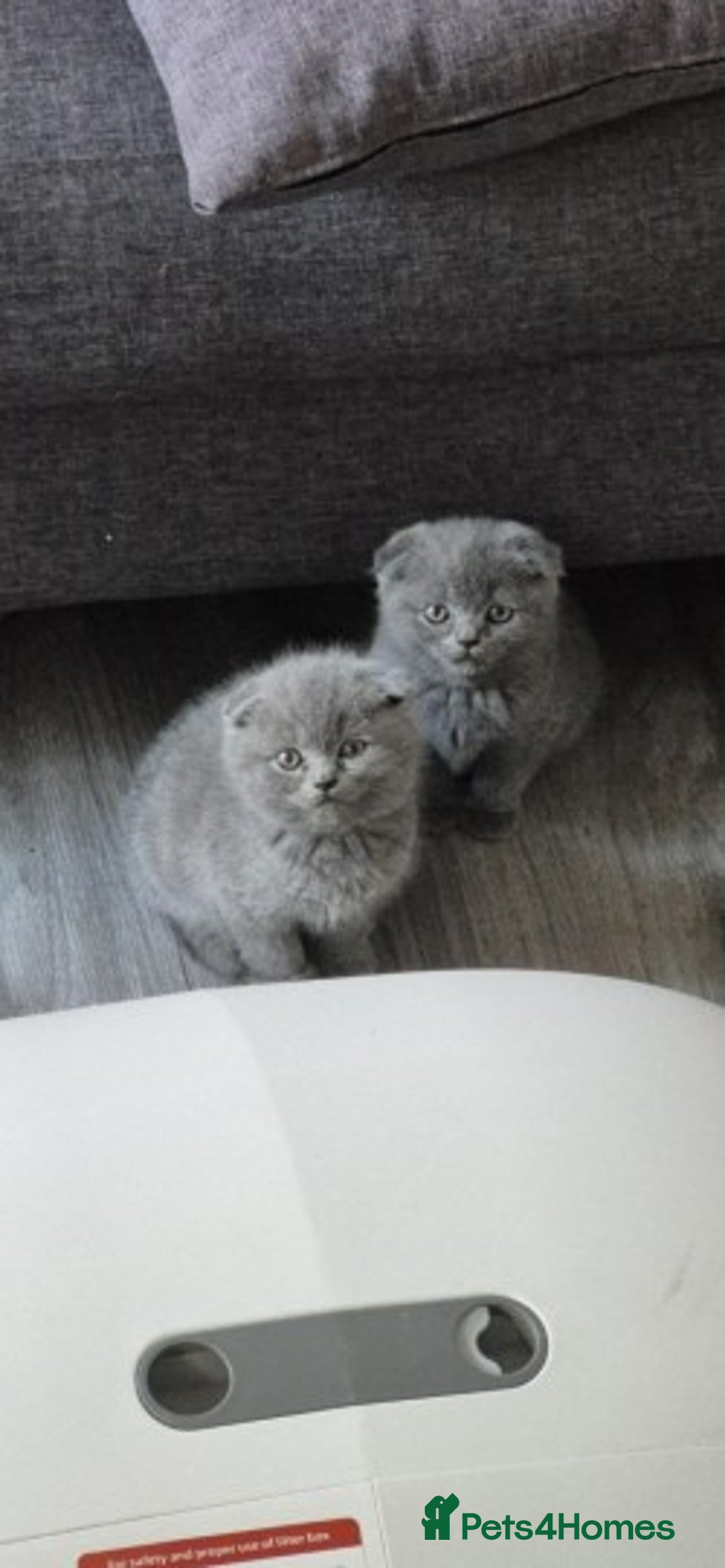 Scottish Fold cats for sale: Scottish fold short hair  Kittens  - Image 2