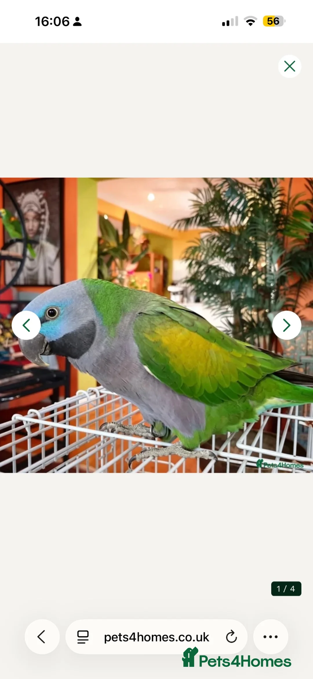 Parakeets birds for sale: Derbyan in Derby - Advert 1