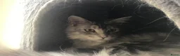 Maine Coon cats for sale: Gorgeous silver pure Maine Coon girl.  - Advert 3