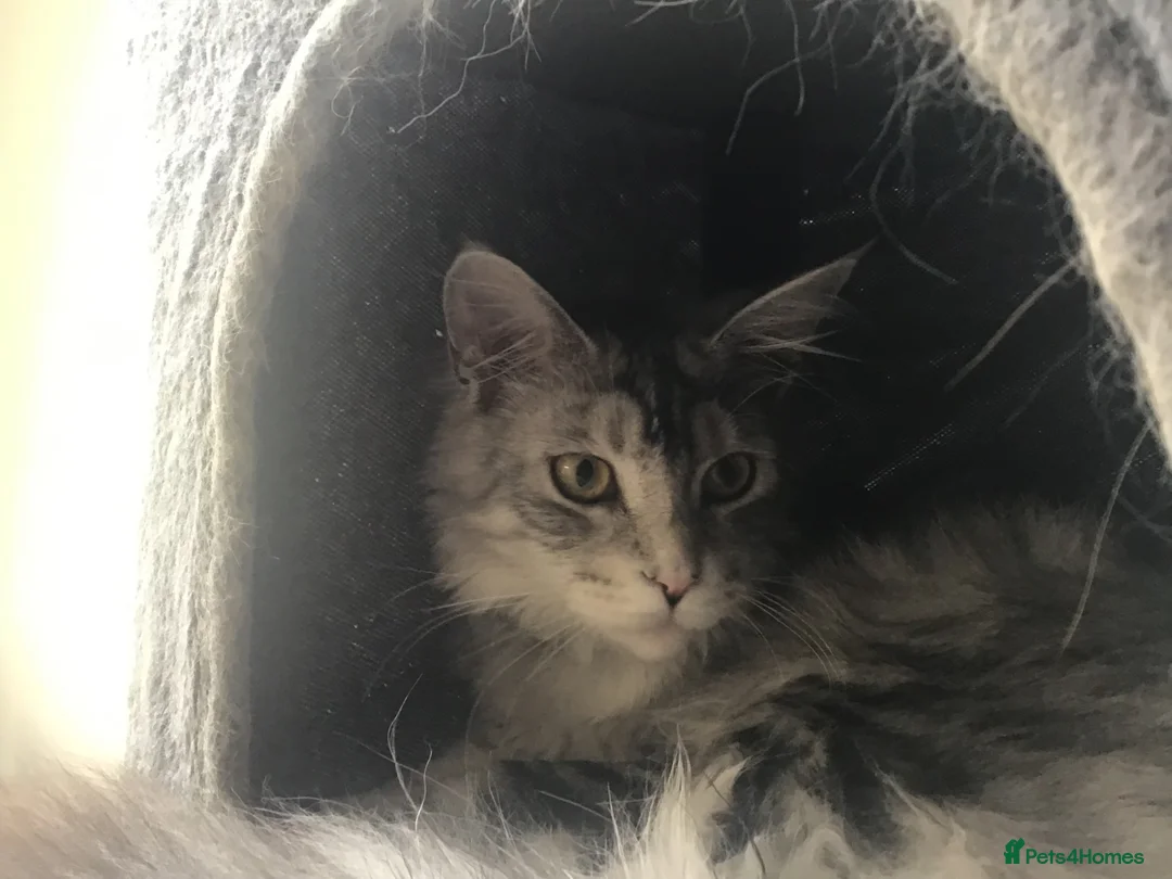 Maine Coon cats for sale: Gorgeous silver pure Maine Coon girl.  - Advert 3