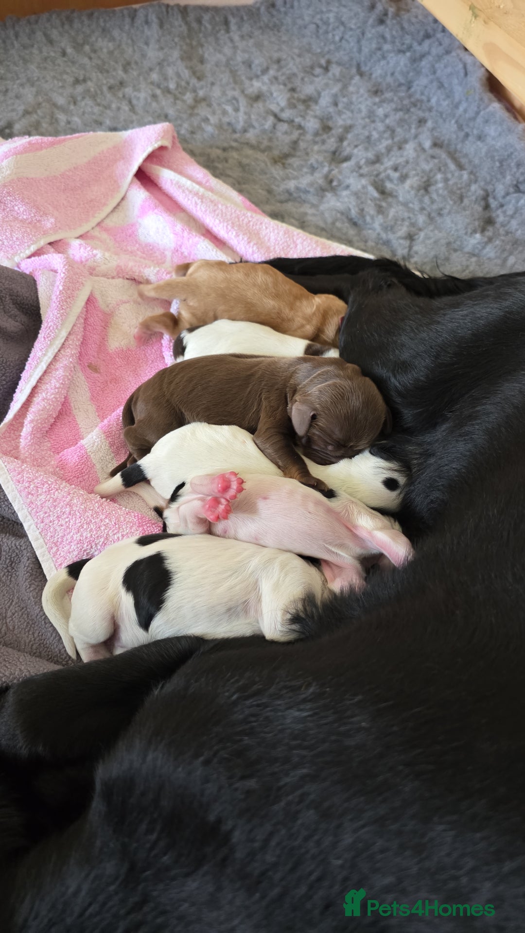 Cocker Spaniel dogs for sale: 🐾 Working Cocker Spaniel Puppies for Sale £800  - Image 30