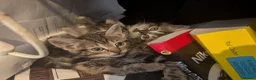 Mixed Breed cats for sale: Gorgeous Kittens Ready for their new homes now.  - Advert 12
