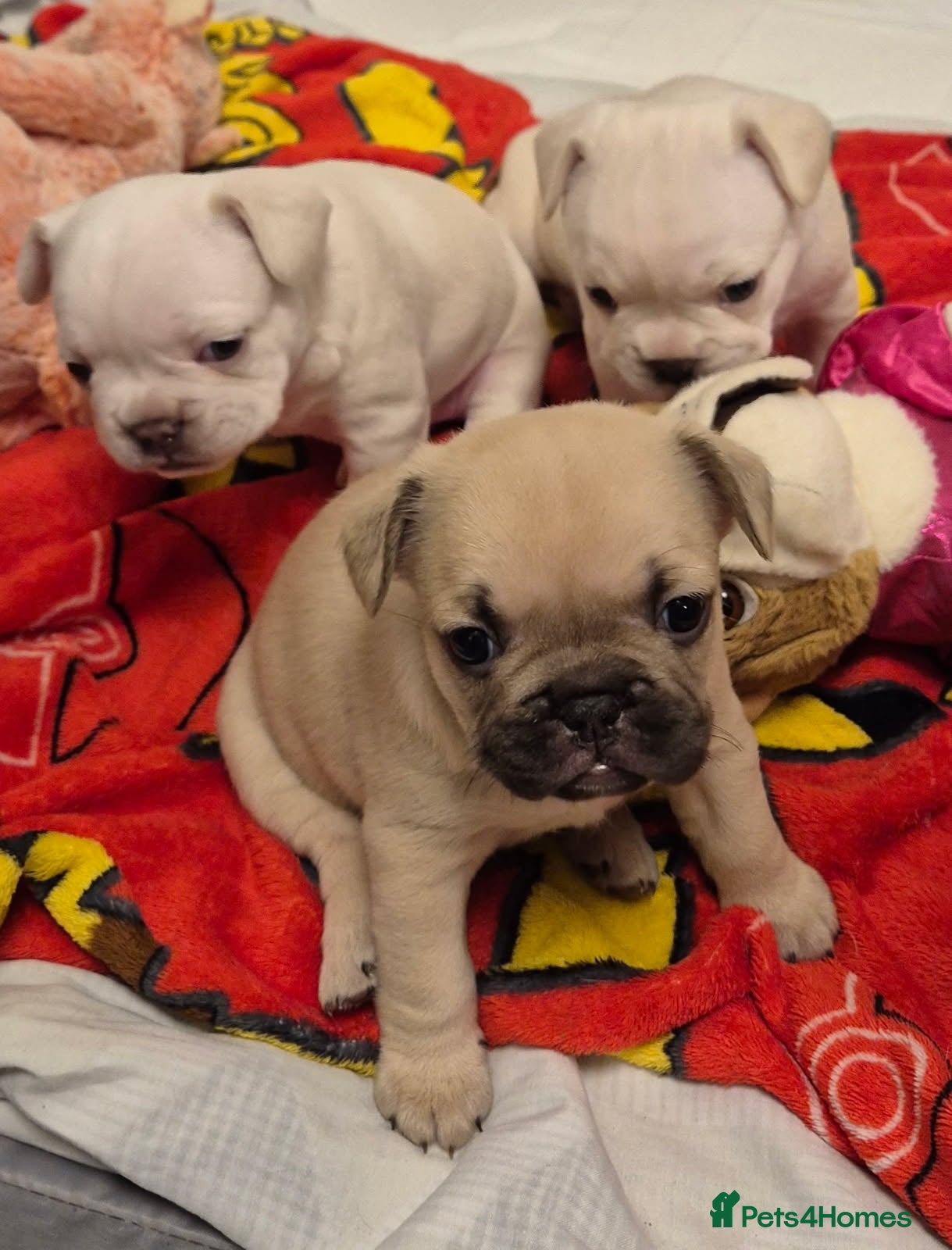 French Bulldog dogs French bulldog puppies for sale  - Advert 1
