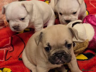 French Bulldog dogs French bulldog puppies for sale - Advert 1