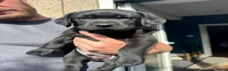 Labrador Retriever dogs for sale: KC Registered black Labrador puppies - Advert 17