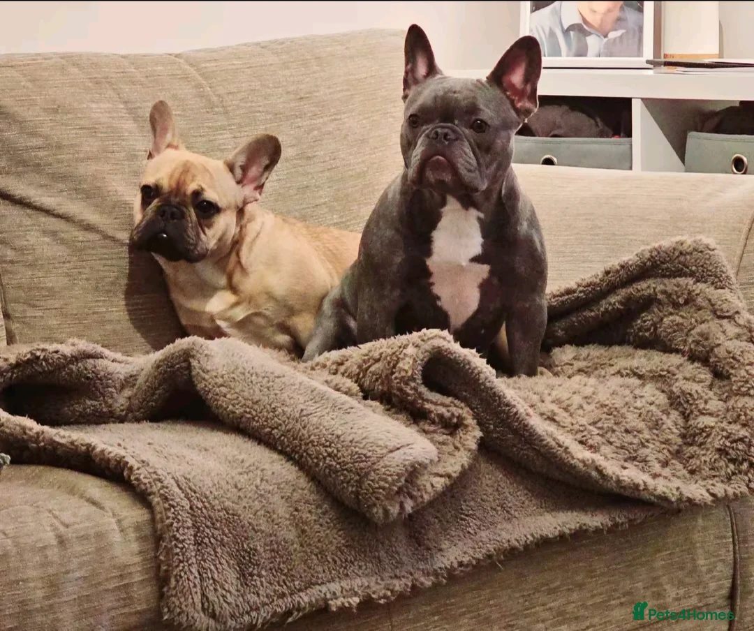 French Bulldog dogs for sale: 2 French Bulldogs For Sale in Nuneaton - Advert 5