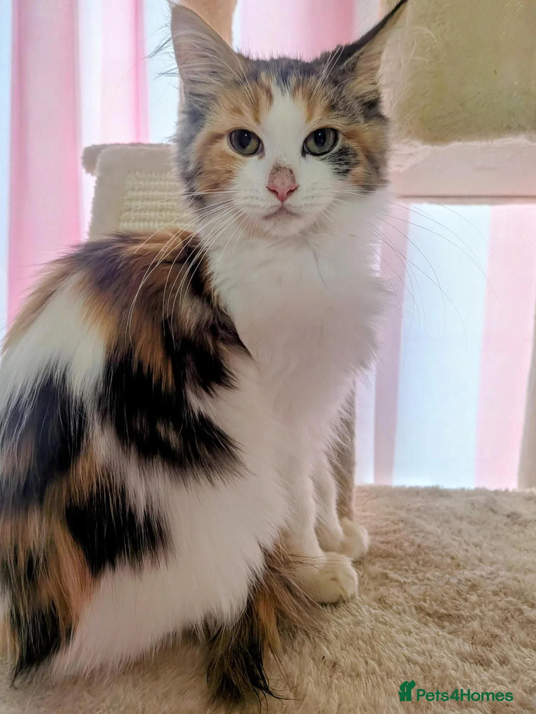 Maine Coon cats for sale: Mainecoon x Ragdoll kittens,read full description  - Advert 20