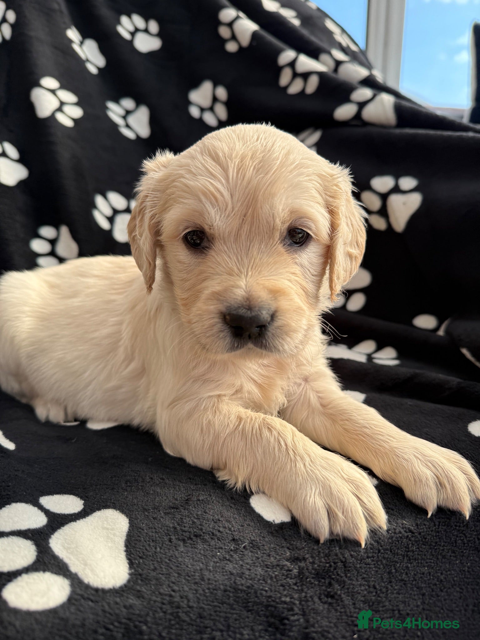 Golden Retriever dogs Kennel Club Health Tested Golden Retriever Puppies - Advert 1