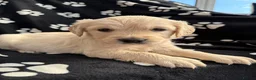 Golden Retriever dogs for sale: Kennel Club Health Tested Golden Retriever Puppies - Advert 1