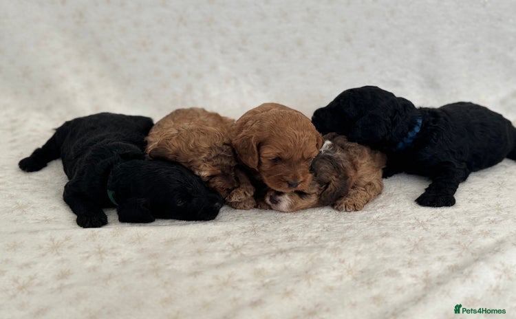 Mixed Breed dogs - Advert 14