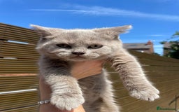Scottish Fold cats for sale: Beautiful scotish fold straight ear kittens 🐱 ❤️ in Altrincham - Image 22