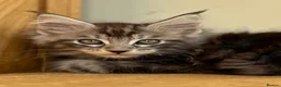 Maine Coon cats for sale: Beautiful Maine Coon kittens - Advert 7
