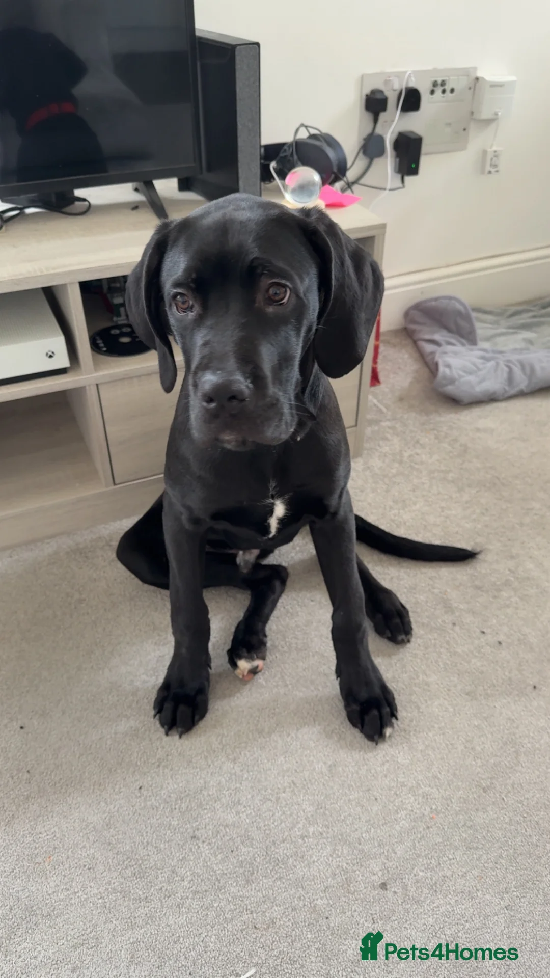 Cane Corso dogs for sale: Great Dane x cane corso  - Advert 2