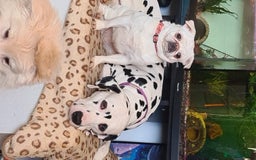 Dalmatian dogs for stud: Kc Baer tested studs available proven in Bedford - Image 5